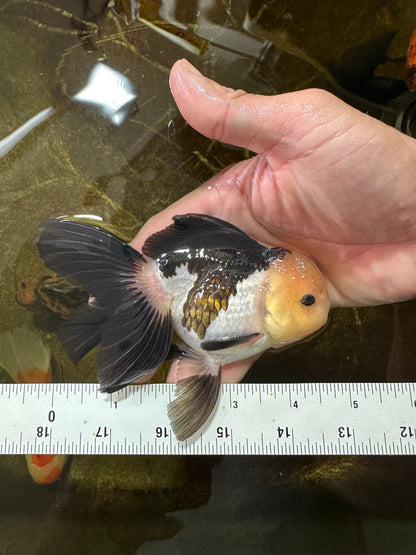 [SINGLE] Panda Oranda Male 4.5 inches #081525SO_03