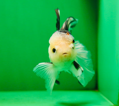 [SINGLE] Tricolor Male Oranda 5 inches #080125SO_12