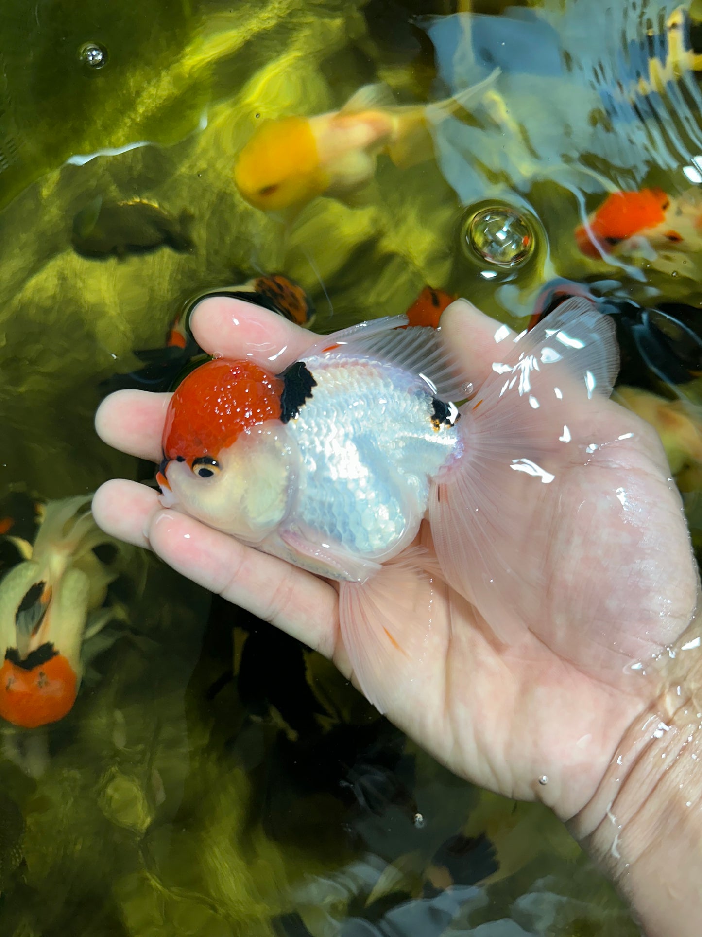[COUPLE] Red Head Male & Tricolor Female Oranda 4.5 inches #051625CO_10