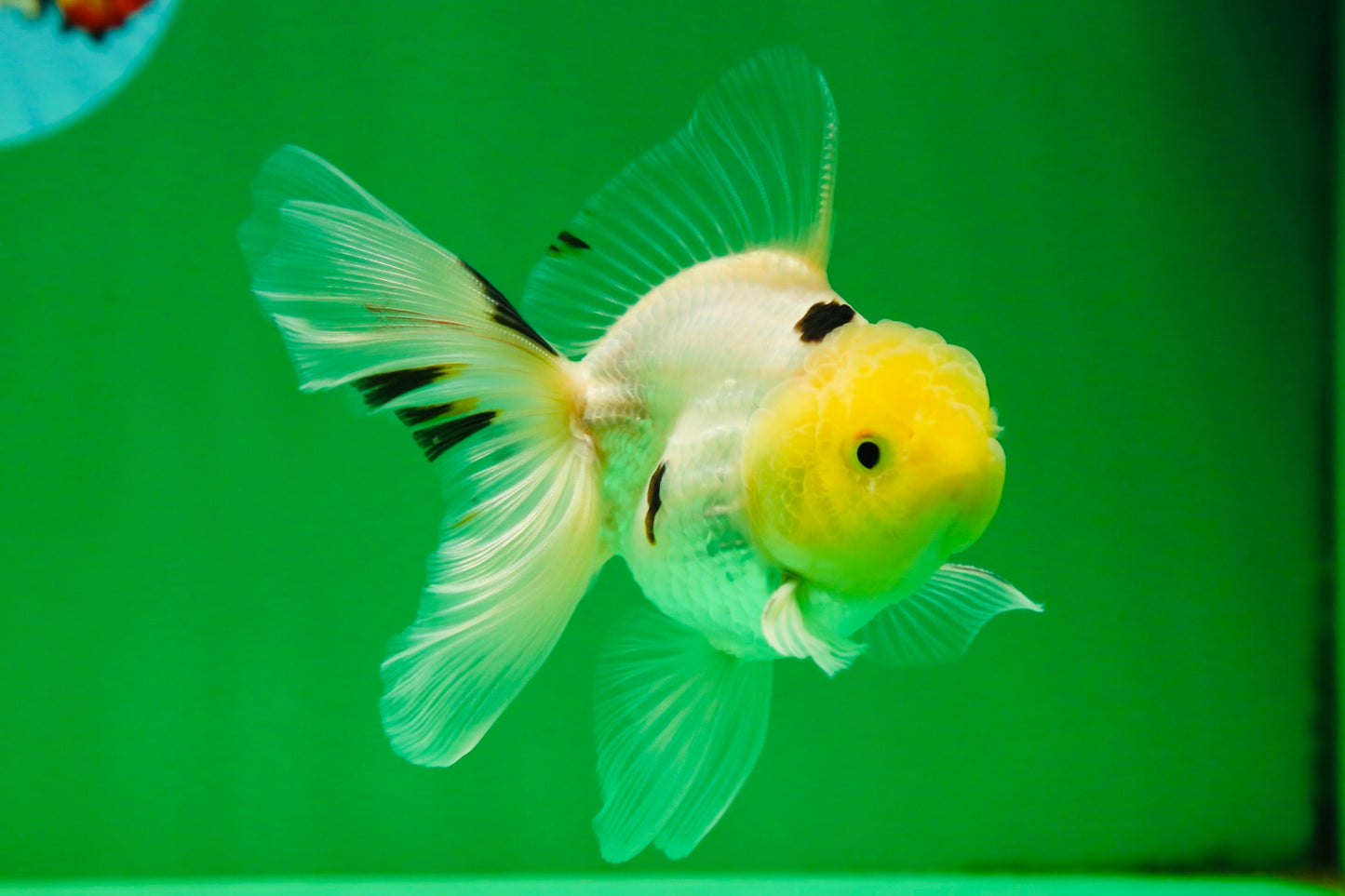 [SINGLE] White Oranda Male 4-4.5 inches #081525SO_04
