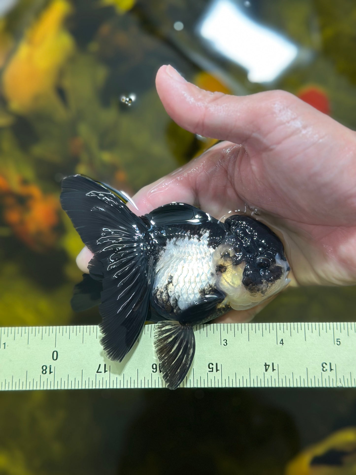 [SINGLE] Panda Oranda Female 4 inches #112924SO_17