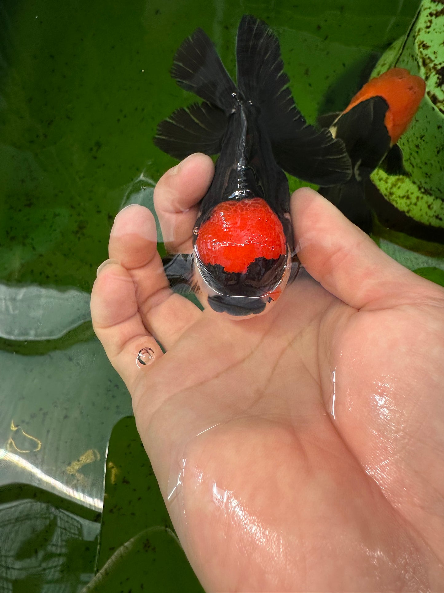 [SINGLE] Tricolor Red Head Oranda Male size 4.5 inches #111524SO_17