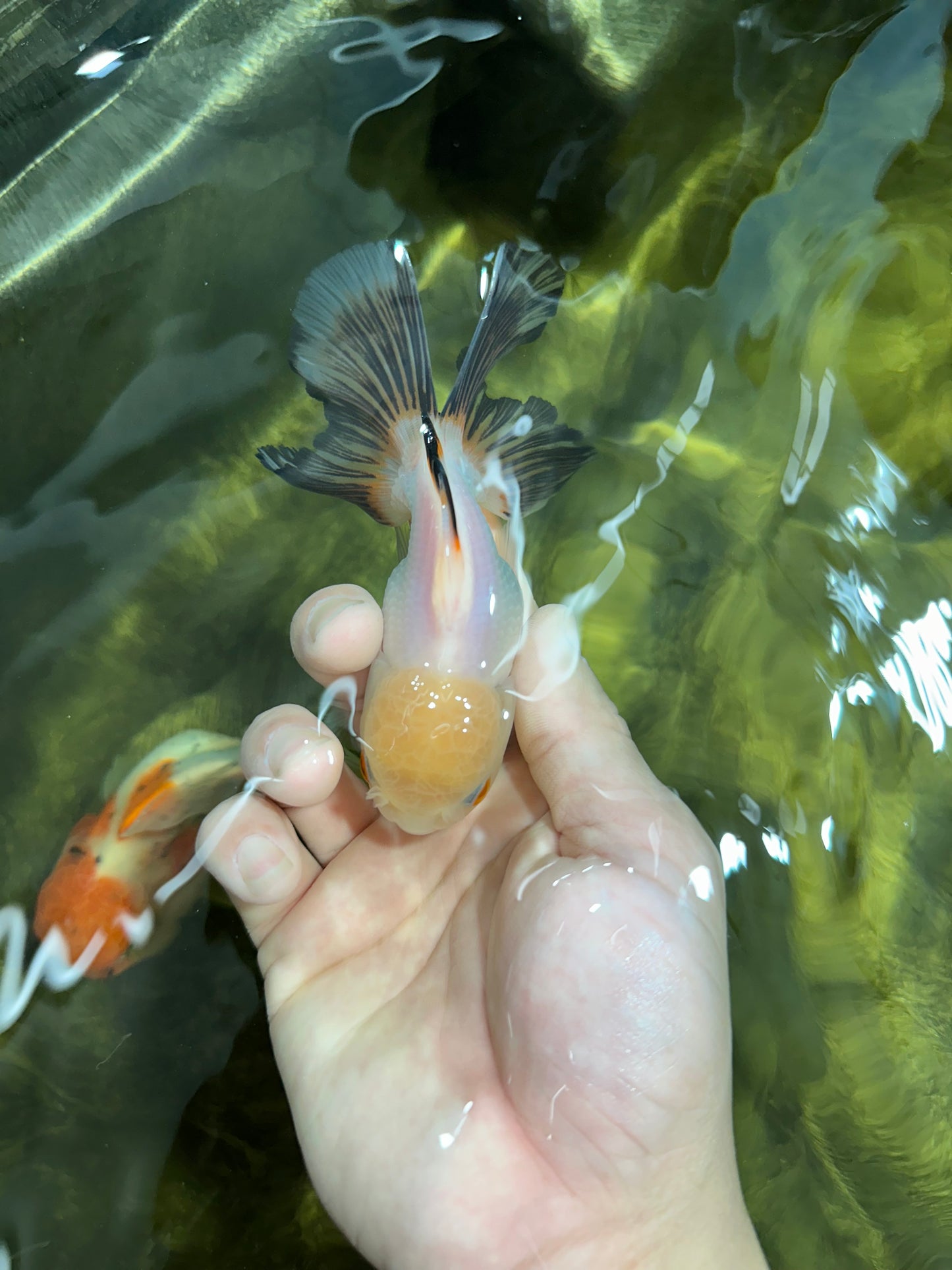 [SINGLE] White Oranda Male 4.5 inches #041825SO_01