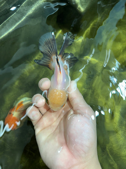 [SINGLE] White Oranda Male 4.5 inches #041825SO_01