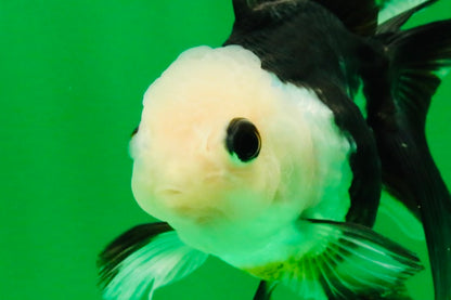 [SINGLE] Panda Button Eyes Oranda Female 4-4.5 inches #111425SO_07