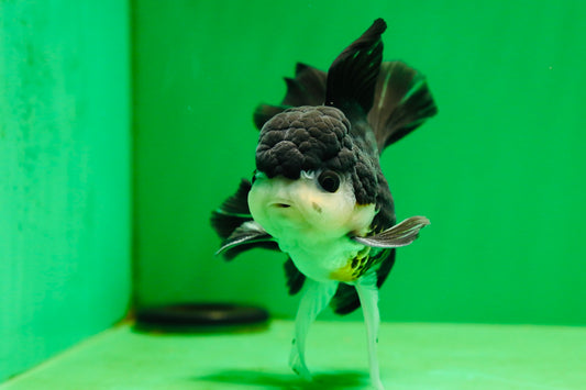 [SINGLE] Panda Button Eyes Oranda Male 4.5-5 inches #080125SO_14