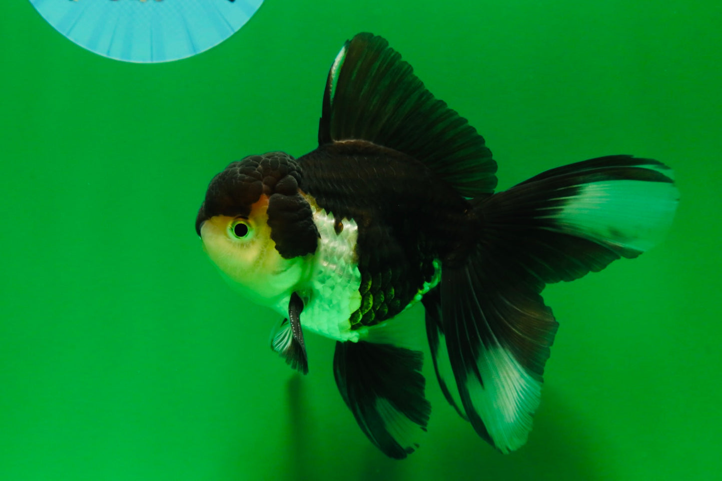 [SINGLE] Panda Male Oranda 4.5-5 inches #080125SO_07