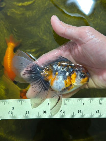 [SINGLE] Calico Oranda Male 4.5 inches #112924SO_14