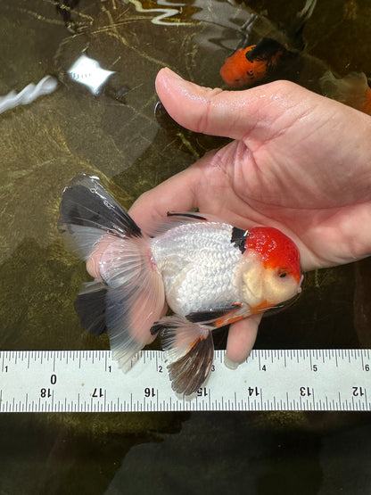 [SINGLE] Tricolor Oranda Male 4.5-5 inches #081525SO_02