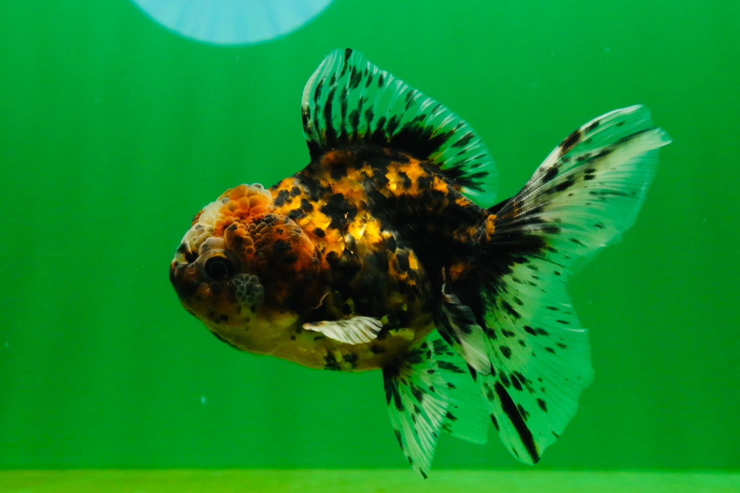 [SINGLE] Pepper Tiger Oranda Female 4.5 inches #080825SO_03