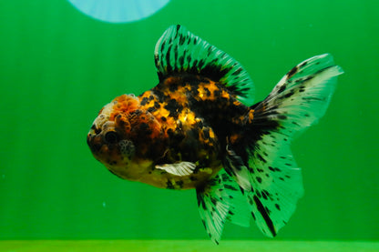 [SINGLE] Pepper Tiger Oranda Female 4.5 inches #080825SO_03