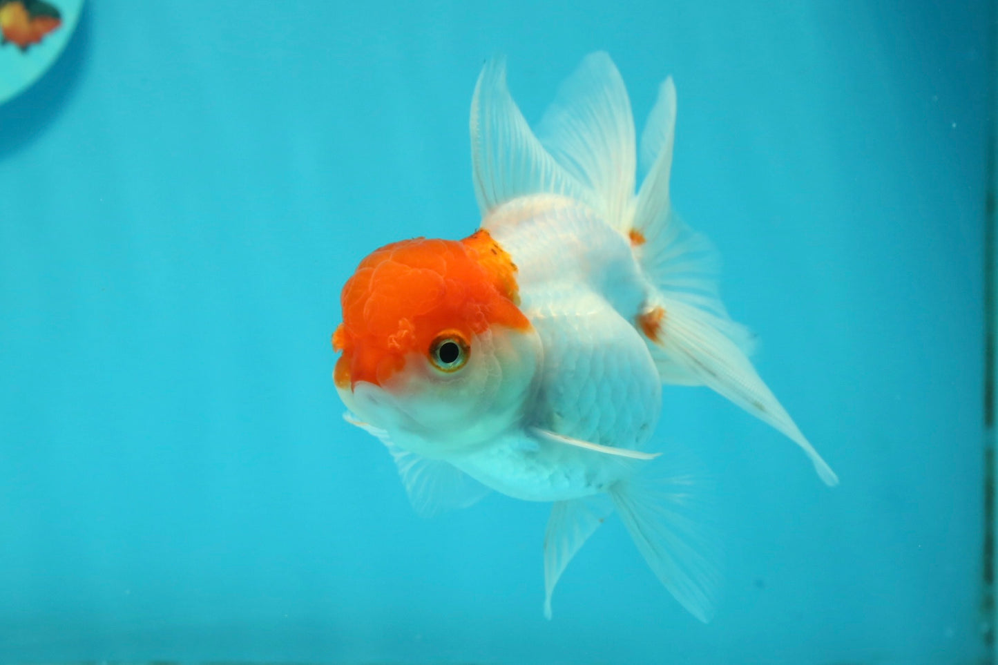 [SINGLE] Red Cap Oranda Female 4 inches #112924SO_19