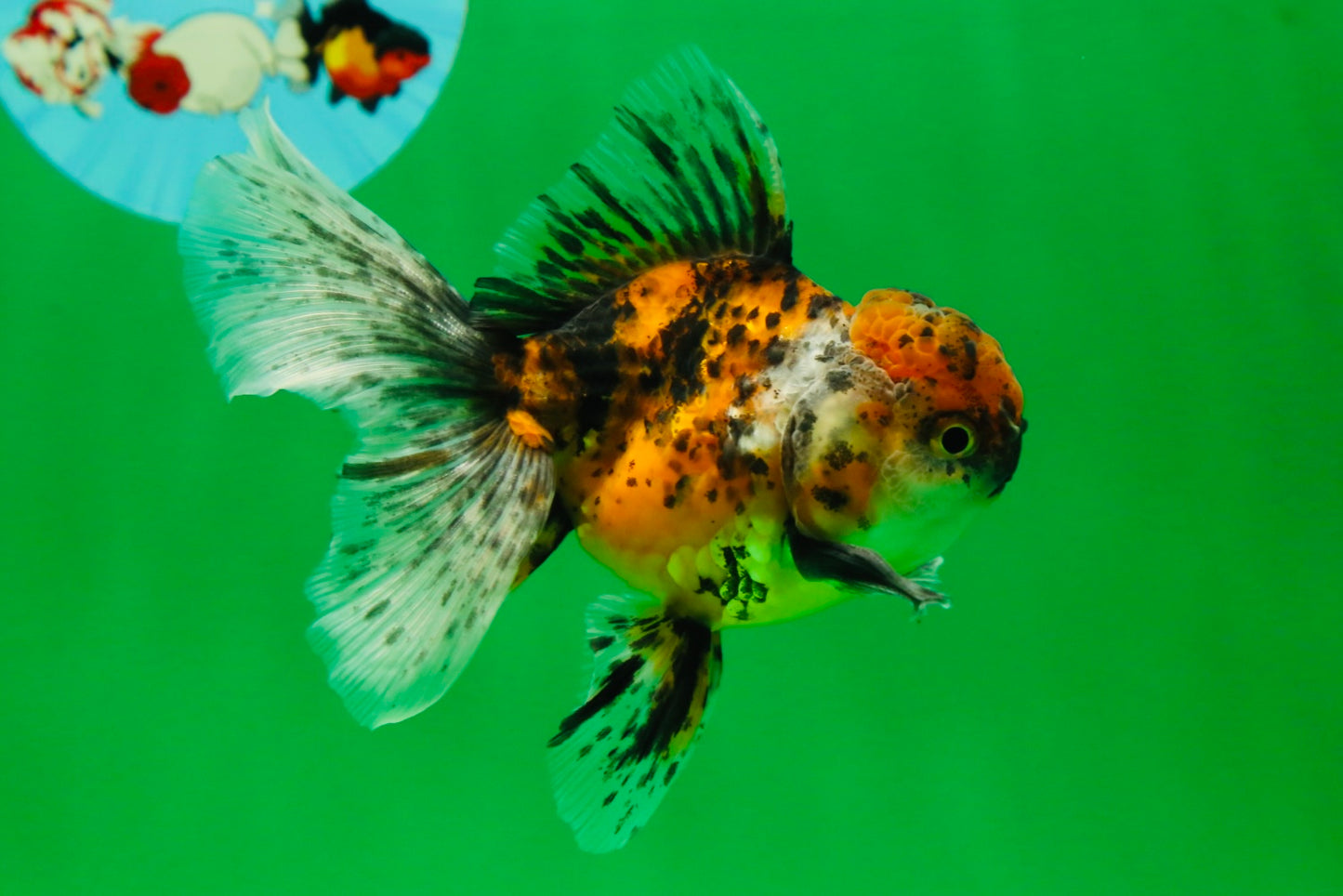 [SINGLE] Pepper Calico Male Oranda 4.5 inches #080125SO_10