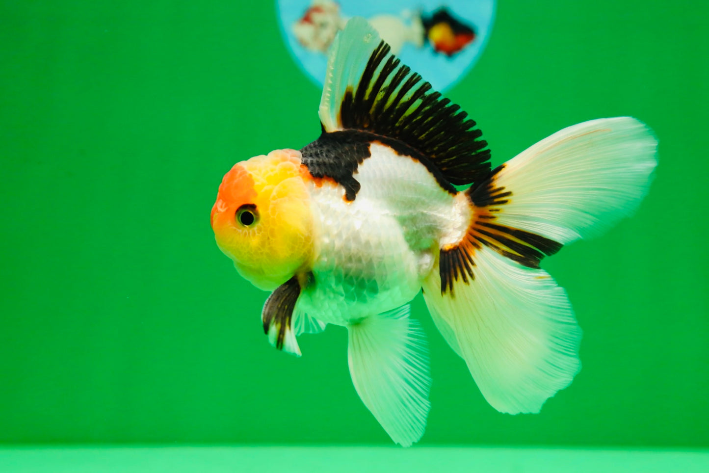 [SINGLE] Tricolor Oranda Male 4.5 inches #082225SO_03