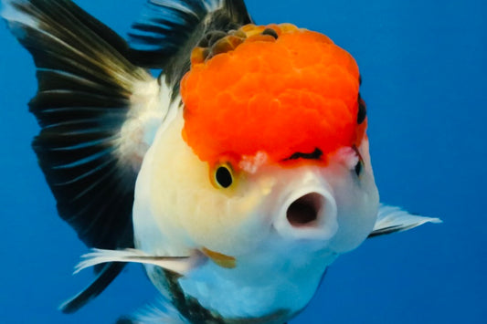 [SINGLE] Tricolor Oranda Female 4-4.5 inches #041026SO_01