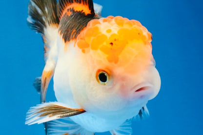 [SINGLE] Tricolor Oranda Male 4-4.5 inches #032026SO_06