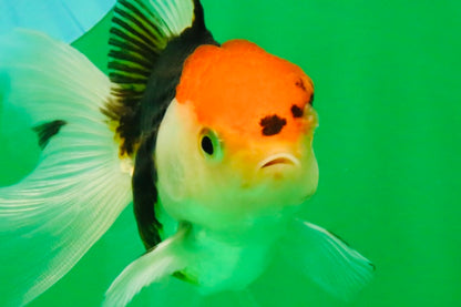[SINGLE] Tricolor Oranda Female 4-4.5 inches #111425SO_04