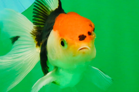 [SINGLE] Tricolor Oranda Female 4-4.5 inches #111425SO_04