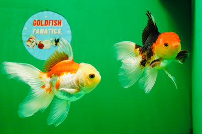 [COUPLE] Tricolor Male & Red White Female Oranda 4-4.5 inches #101025CO_03