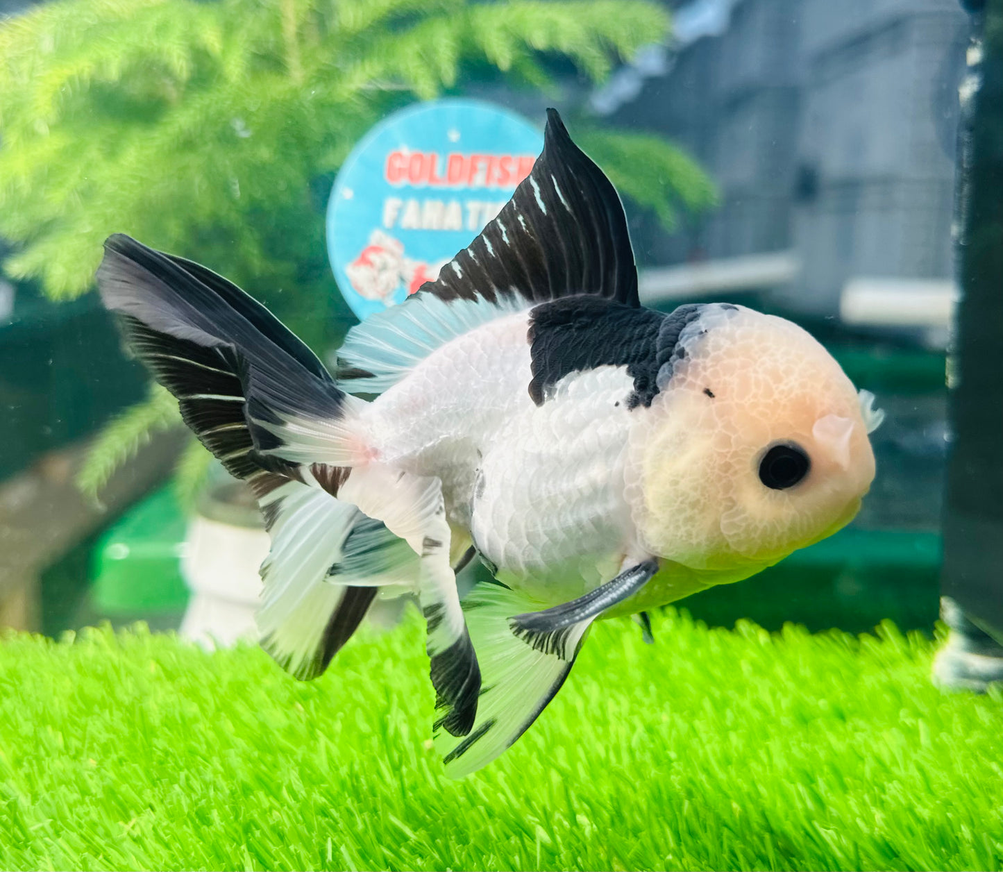 [SINGLE] Panda Button Eyes Oranda Male size 4.5 inches #112224SO_07