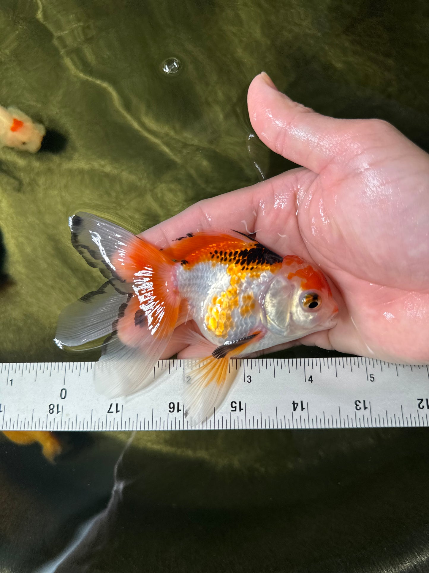 [COUPLE] Tricolor Male & Panda Female Oranda 4-4.5 inches #050225CO_05