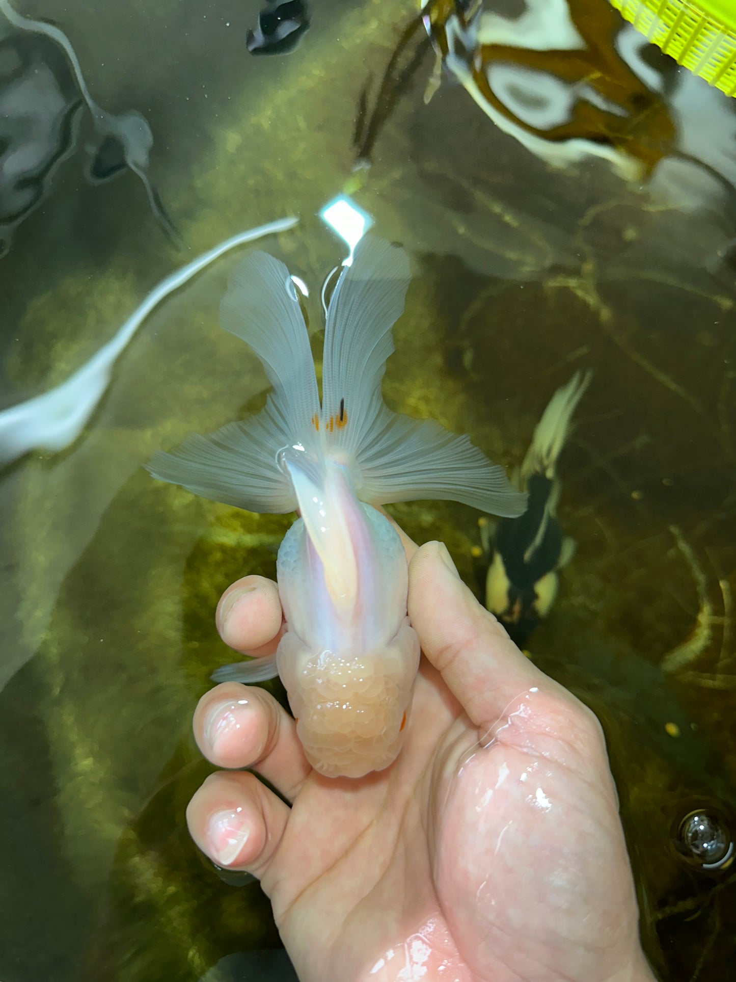 [SINGLE] White Oranda Female 5 inches #081525SO_10