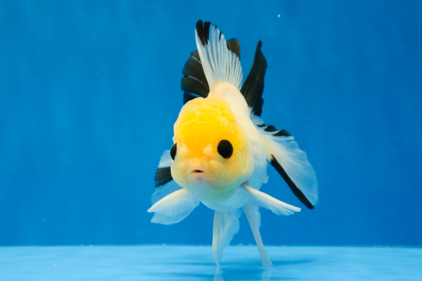[SINGLE] Lemonhead Bottom Eyes Oranda Male 4.5 inches #022726SO_05