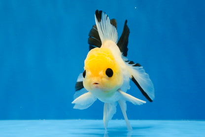 [SINGLE] Lemonhead Bottom Eyes Oranda Male 4.5 inches #022726SO_05