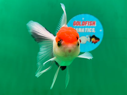 [SINGLE] Red Head Tricolor Oranda Male 4-4.5 inches #060625SO_01