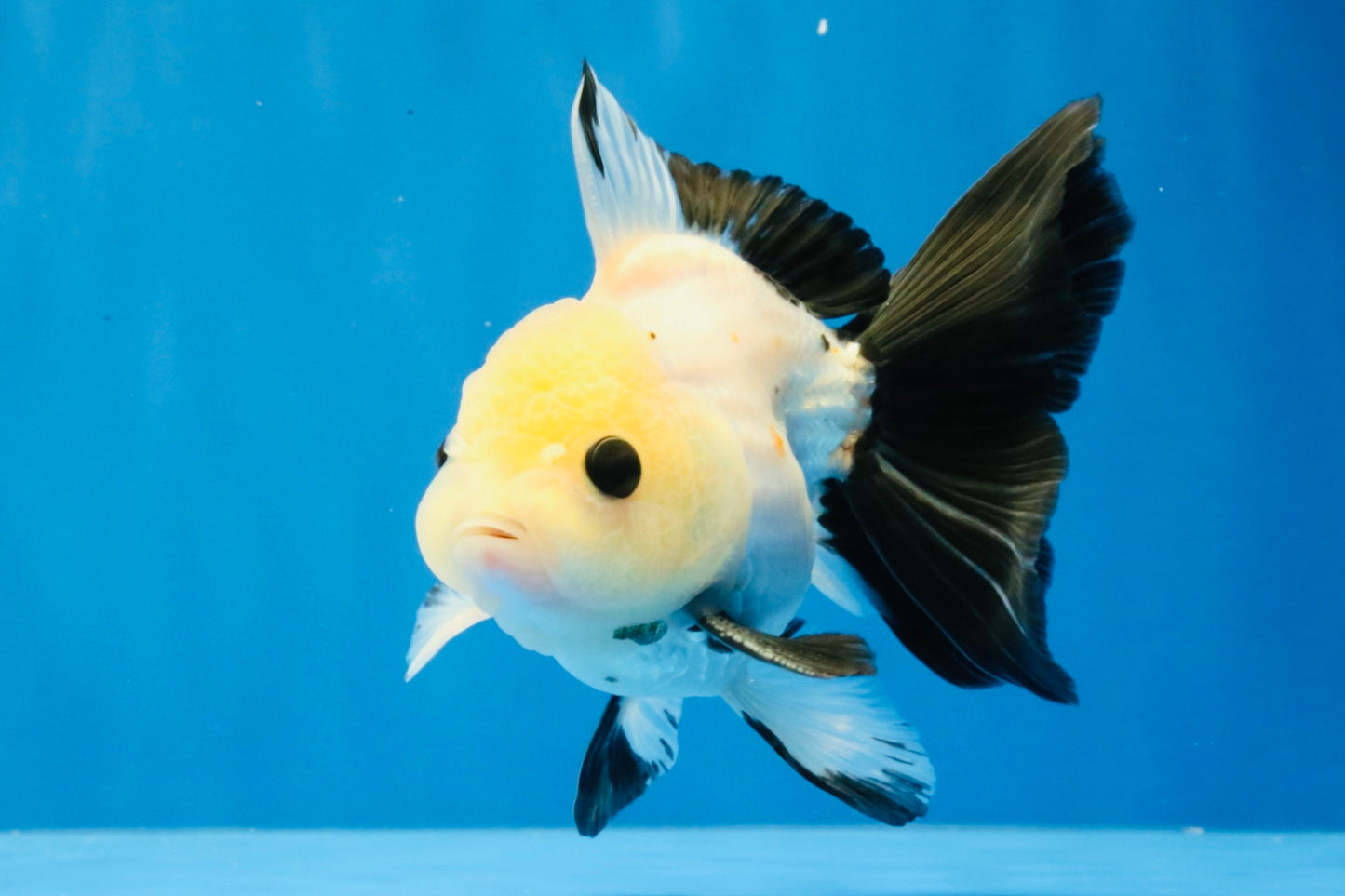 [SINGLE] Panda Button Eyes Oranda Male 4.5 inches #031326SO_10