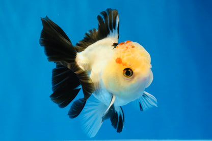 [SINGLE] Tricolor Oranda Male 4 inches #031326SO_06