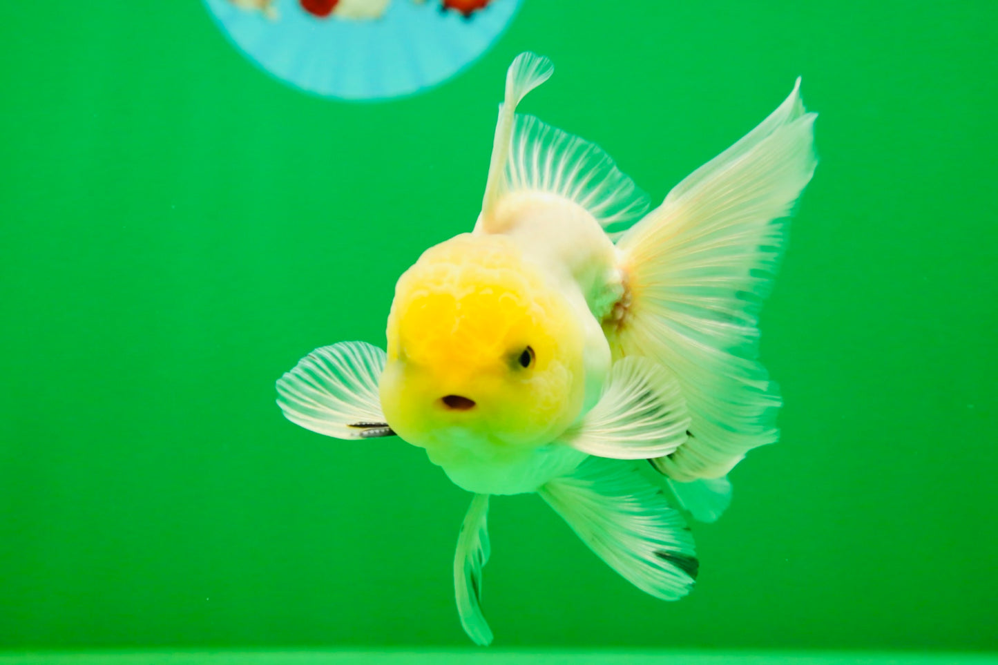 [SINGLE] White Button Eyes Oranda Male 4-4.5 inches #080125SO_15