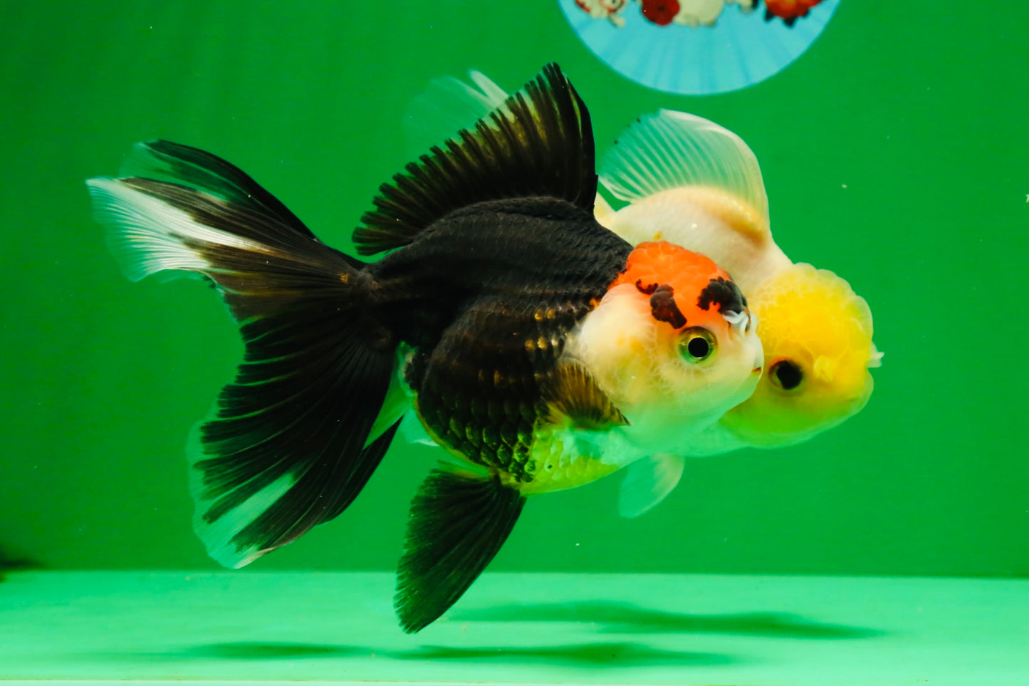[COUPLE] Lemonhead Male & Tricolor  Female 4.5-5 inches #091925CO_04