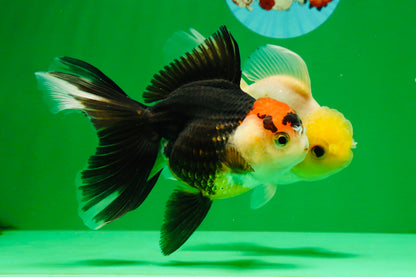 [COUPLE] Lemonhead Male & Tricolor  Female 4.5-5 inches #091925CO_04
