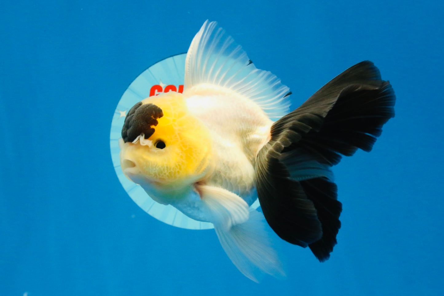 [SINGLE] Panda Oranda Male 4-4.5 inches #022726SO_09