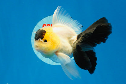 [SINGLE] Panda Oranda Male 4-4.5 inches #022726SO_09