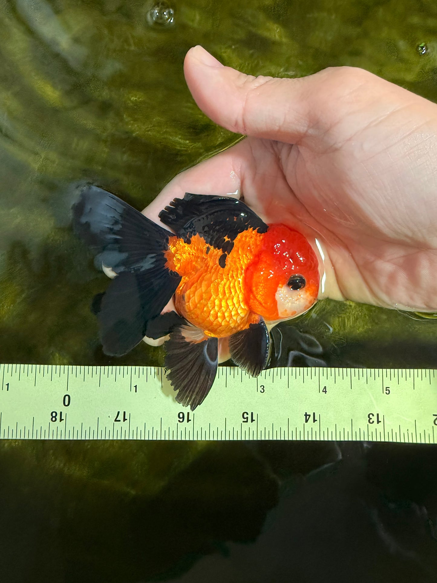 [SINGLE] Apache Oranda Male 4 inches #022726SO_08
