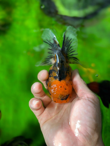 [COUPLE] Tiger & Kirin Oranda size 4-4.5 inches #111524CO_11