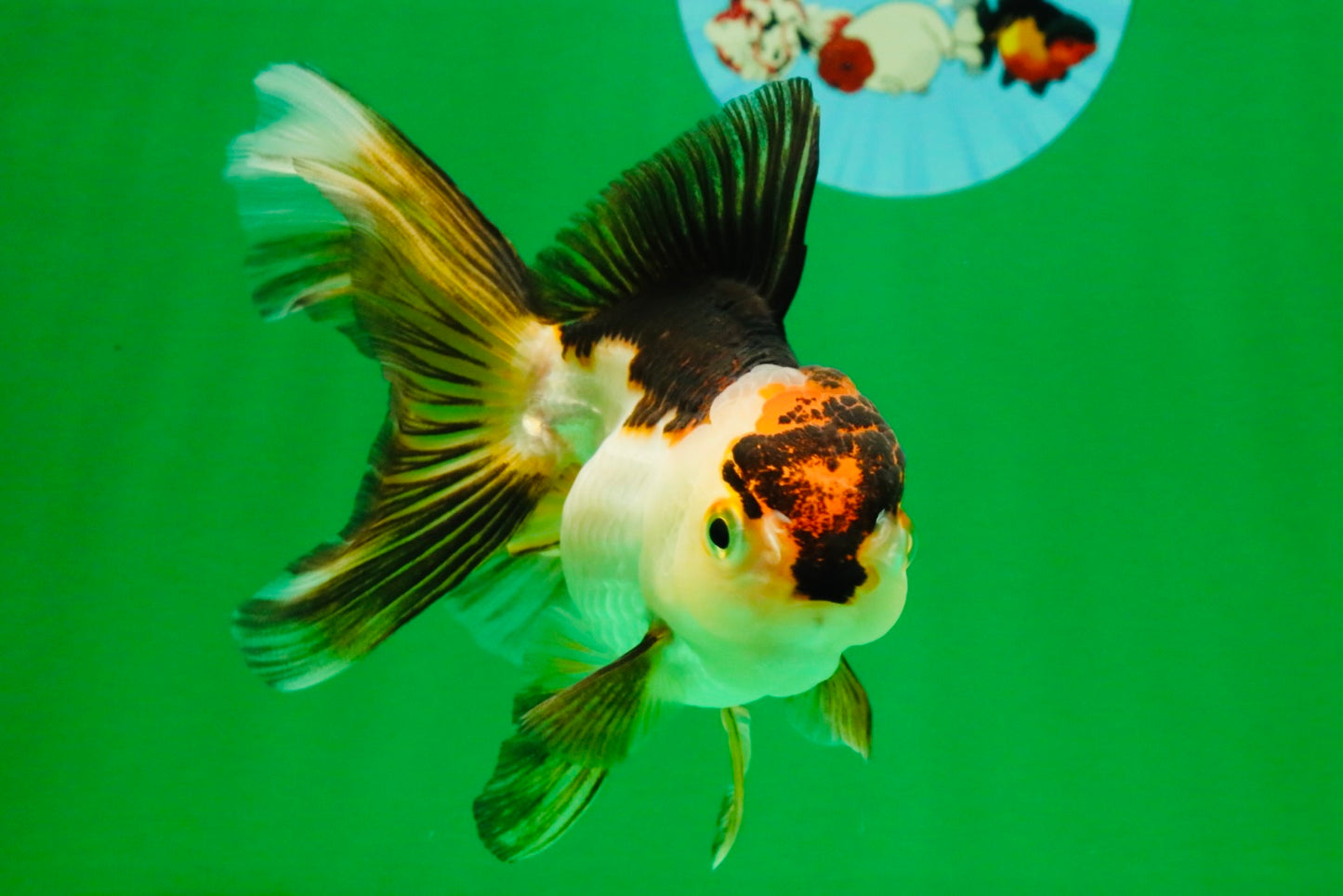 [SINGLE] Tricolor Oranda Female 4.5 inches #112125SO_08