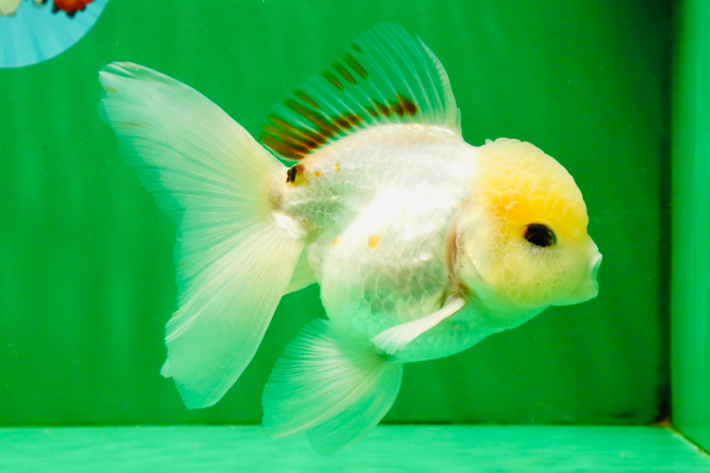 [SINGLE] White Oranda Male 5 inches #121925SO_01