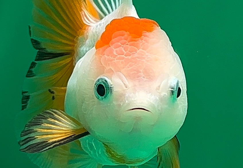 [SINGLE] Tricolor Oranda Female 4.5 inches #062025SO_07