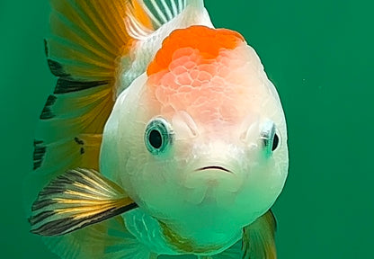 [SINGLE] Tricolor Oranda Female 4.5 inches #062025SO_07