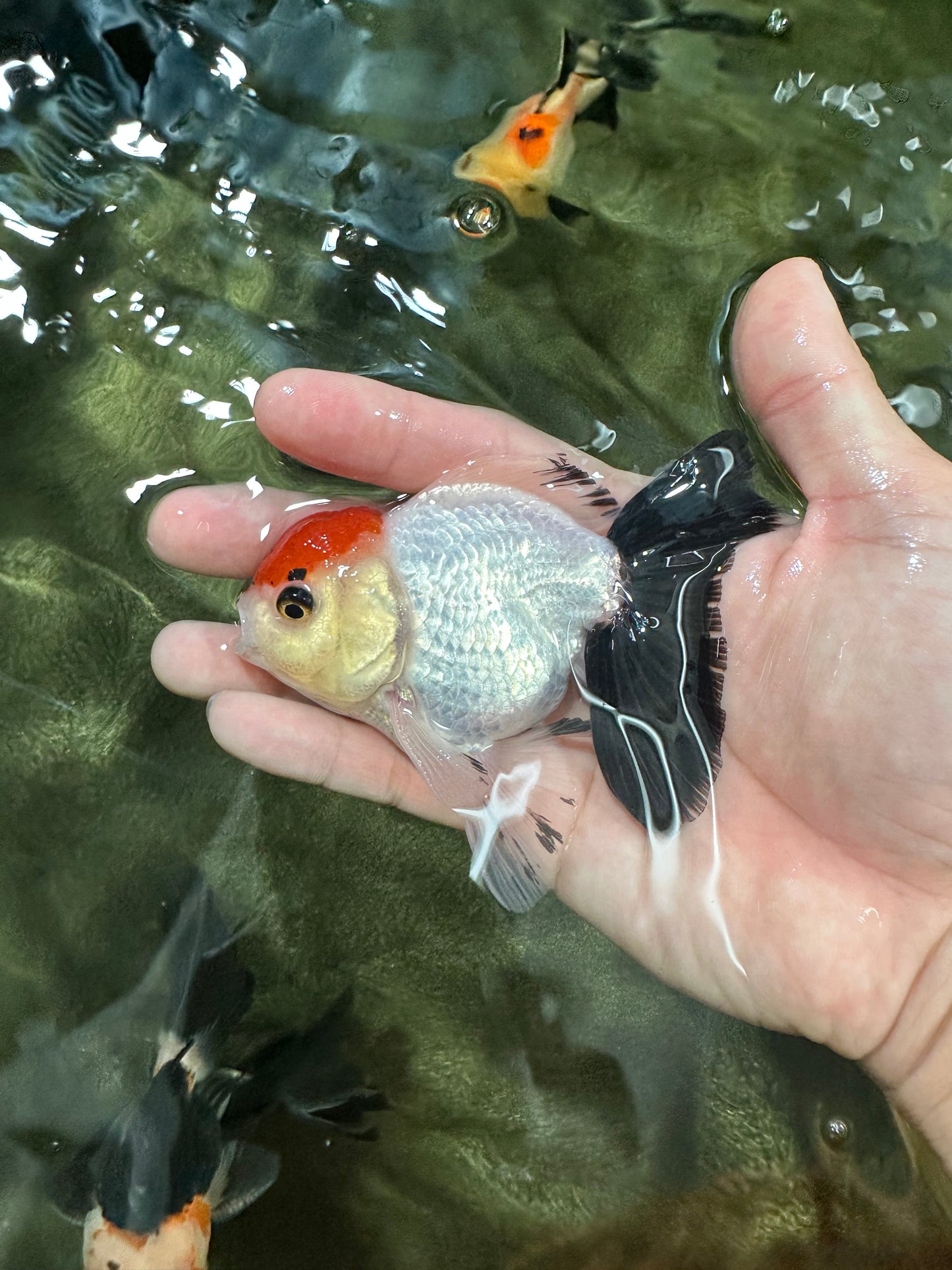 [COUPLE] Red Head Male & Tricolor Button Eyes Female Oranda 4 inches #052325CO_07