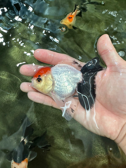[COUPLE] Red Head Male & Tricolor Button Eyes Female Oranda 4 inches #052325CO_07