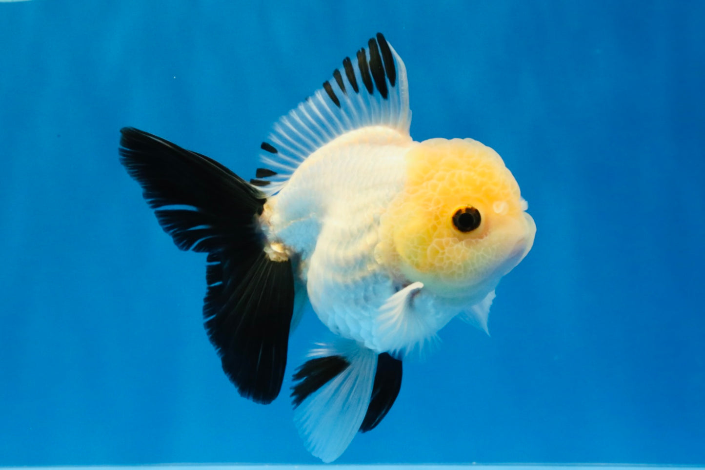 [SINGLE] Panda Button Eyes Oranda Male 4.5 inches #032026SO_10