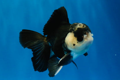 [SINGLE] Panda Button Eyes Oranda Male 4.5 inches #041026SO_09