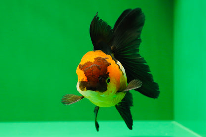 [SINGLE] Tricolor Oranda Female 4 inches #020725SO_11