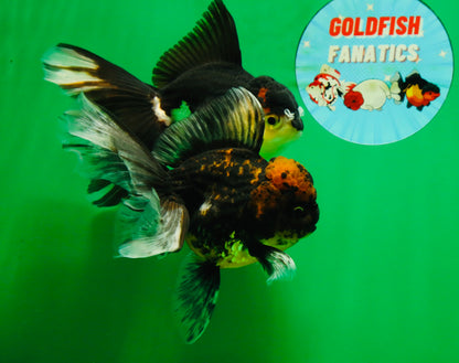 [COUPLE] Tiger Male & Panda Female Oranda 4.5 inches #101025CO_06