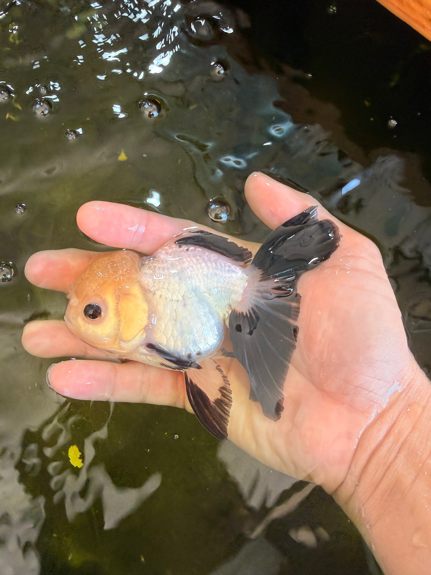 [SINGLE] Panda Button Eyes Oranda Female 4-4.5 inches #041026SO_04