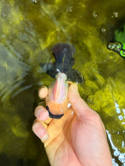 [SINGLE] Panda Oranda Male 4-4.5 inches #022726SO_09